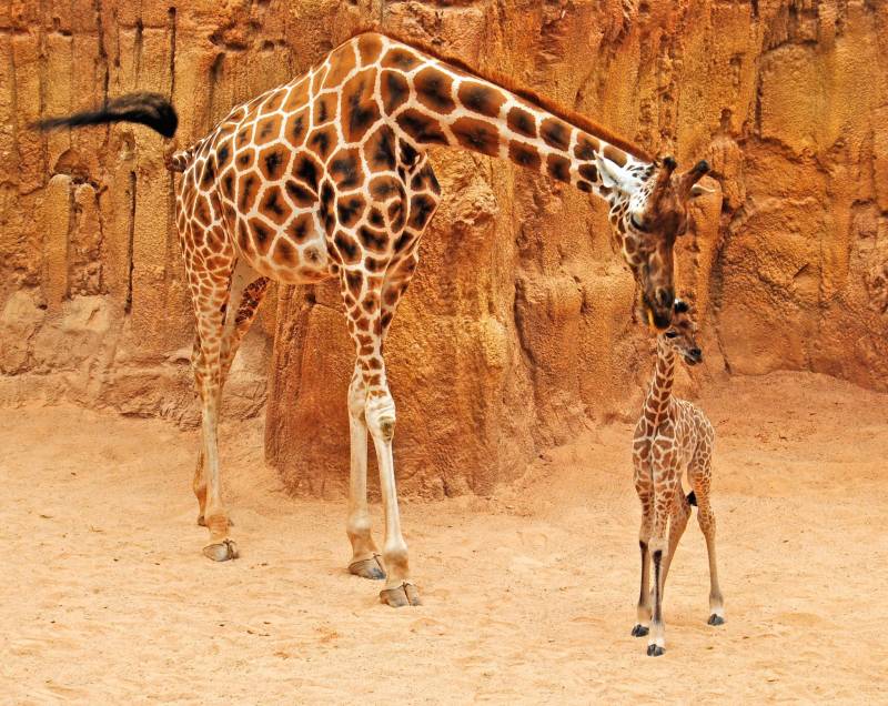 La jirafa Che con su primera cria nacida en BIOPARC Valencia 2011