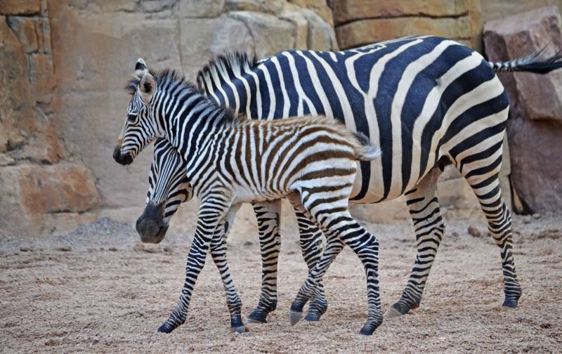 Cría de cebra nacida en BIOPARC Valencia