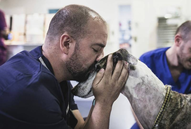 Amar, galgo maltratado