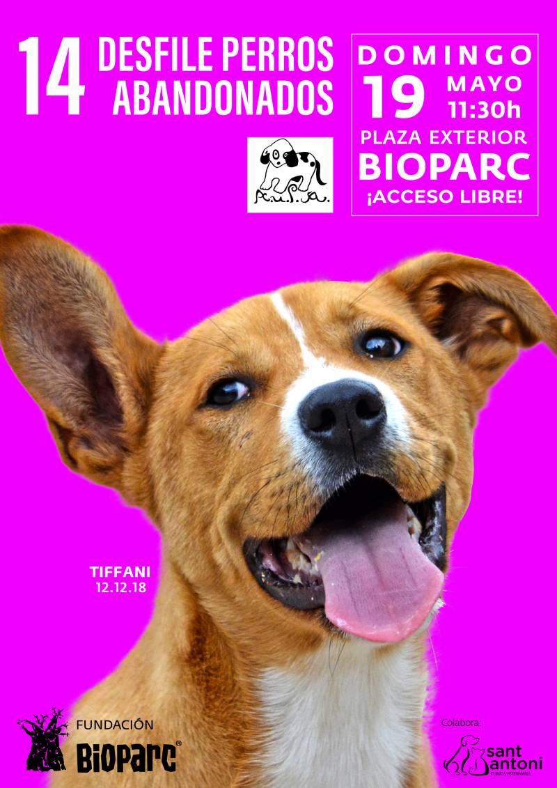 Cartel 14º desfile de perros abandonados AUPA - BIOPARC