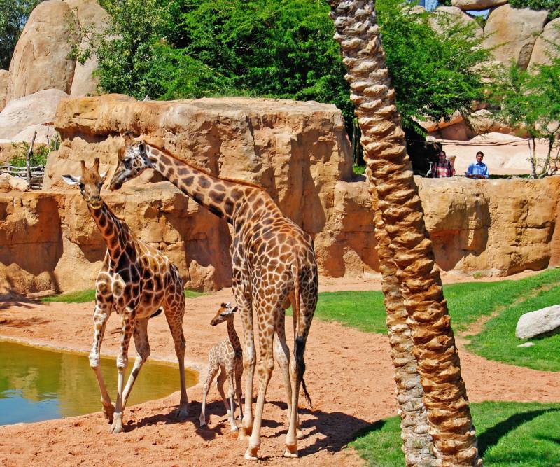 La jirafa Che con su cria en BIOPARC Valencia 2013
