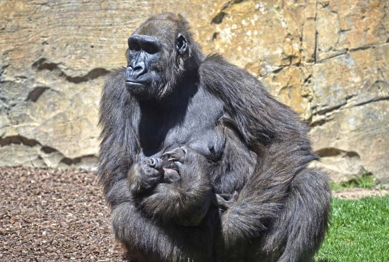 BIOPARC Valencia - La gorila Ali y su bebé Félix - abril 2019