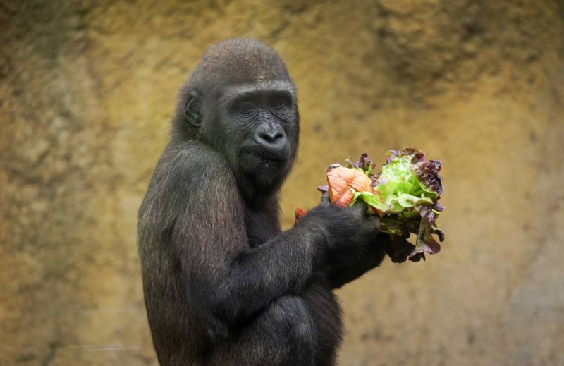 Gorila comiendo en el BIOPARC Valencia./EPDA