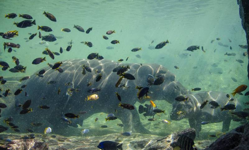 Bebé hipopótamo nadando en el acuario de la cueva de Kitum, Bioparc./ EPDA