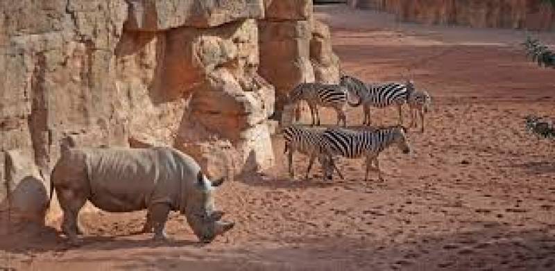 Hipopotamo y zebras.EPDA