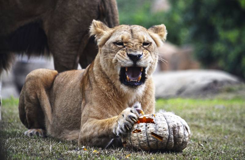 BIOPARC Valencia - Halloween 2018 - leona rugiendo