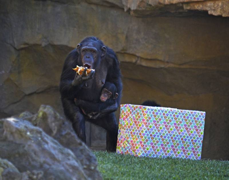 Los animales de BIOPARC Valencia reciben los regalos de Reyes Magos - Chimpancés - Noelia y su bebé Coco 