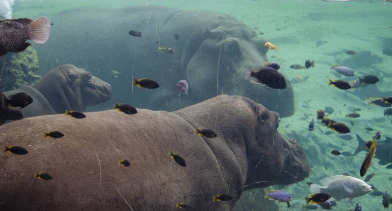 Familia de hipopótamos, Bioparc./ EPDA