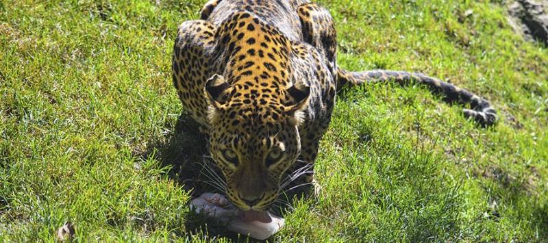 Animal alimentándose en Bioparc. EPDA