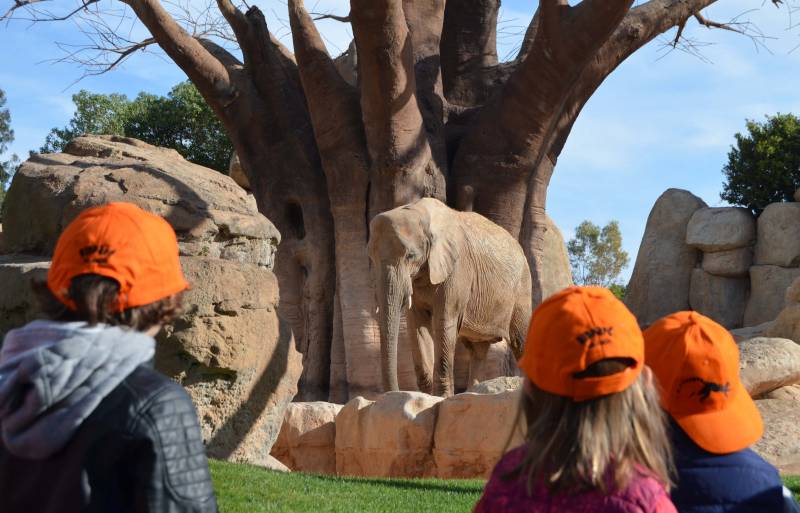 EXPEDICIÓN ÁFRICA Pascua 2018 BIOPARC Valencia Elefantes