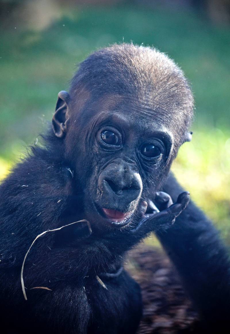 Octubre 2018 - El bebé gorila Pepe cumple 7 meses - BIOPARC Valencia 
