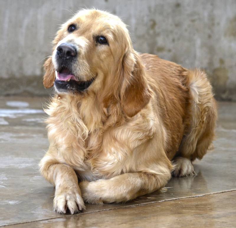 Adopta un perro abandonado