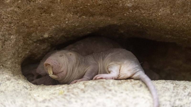 Rata topo Bioparc./ EPDA