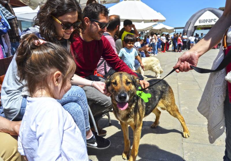 12º DESFILE SOLIDARIO DE PERROS AUPA - BIOPARC 