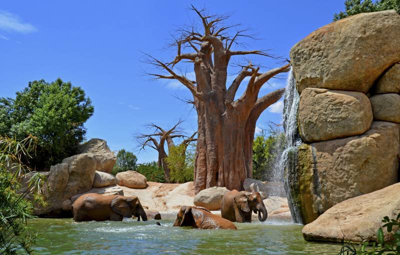 Elefantes jugando en el agua - Sabana africana de Bioparc Valencia