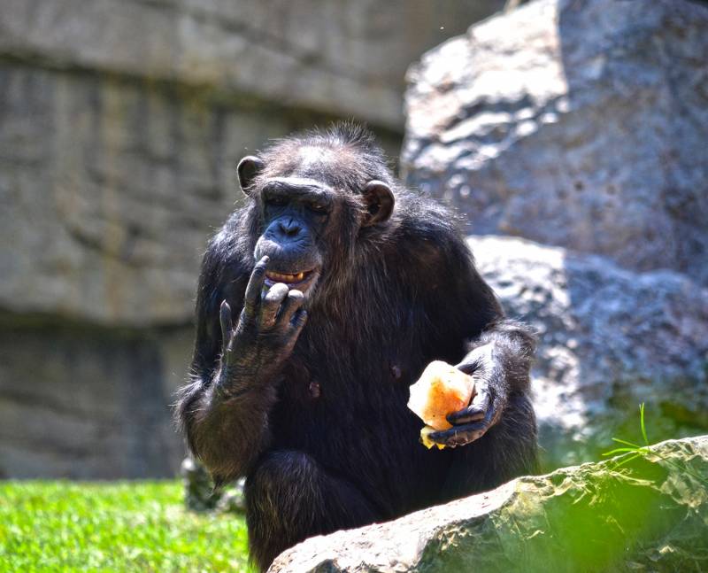 BIOPARC Valencia - helados 2018 - chimpancé BIOPARC Valencia - helados 2018 - chimpancé