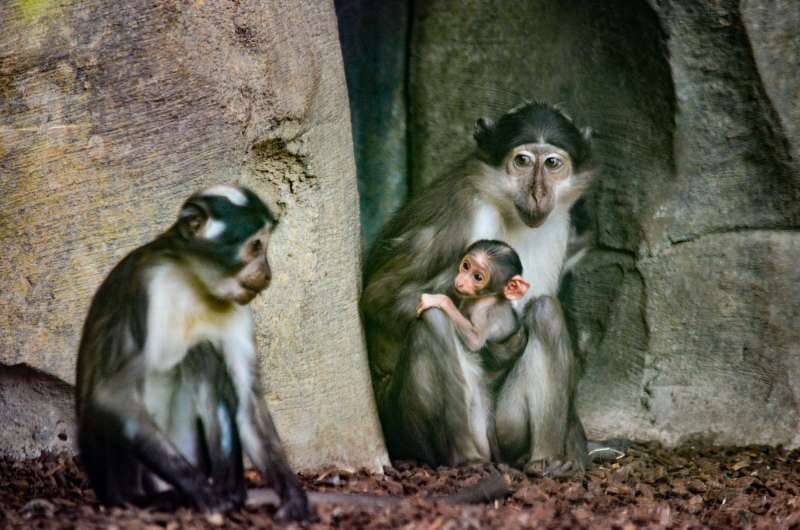 Cría de mangabey. BIOPARC