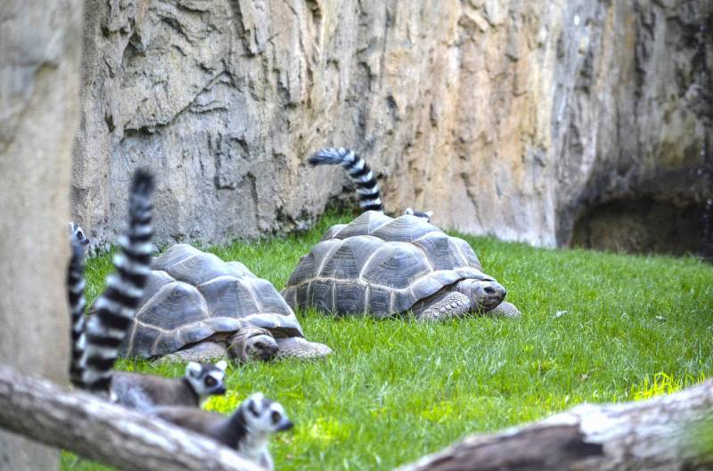 Tortugas de Aldabra - BIOPARC Valencia 2019 Tortugas de Aldabra - BIOPARC Valencia 2019